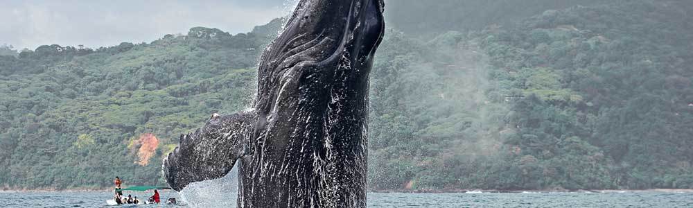 Marino Ballena Nationalpark und die Wale